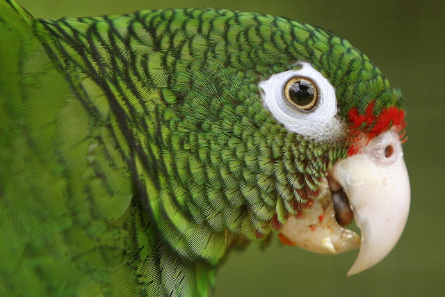 Puerto Rico Saving Parrots