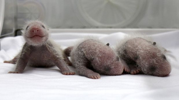 Newborn giant panda triplets are seen inside an incubator at the Chimelong Safari Park in Guangzhou