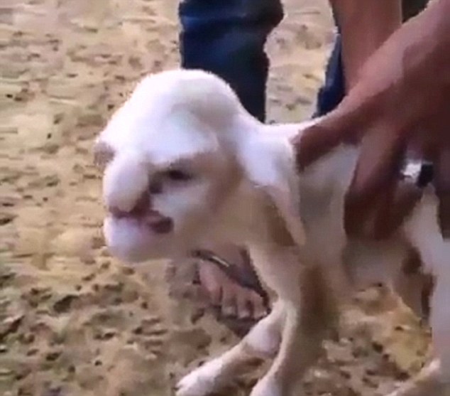 What The Flock?! Lamb Born With Human Face