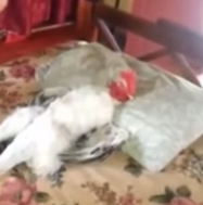 gallo durmiendo