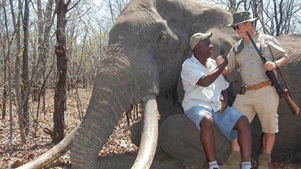 elefantes-zimbabue