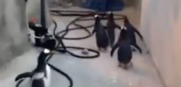 video-pinguinos-intentan-escapar-de-zoologico