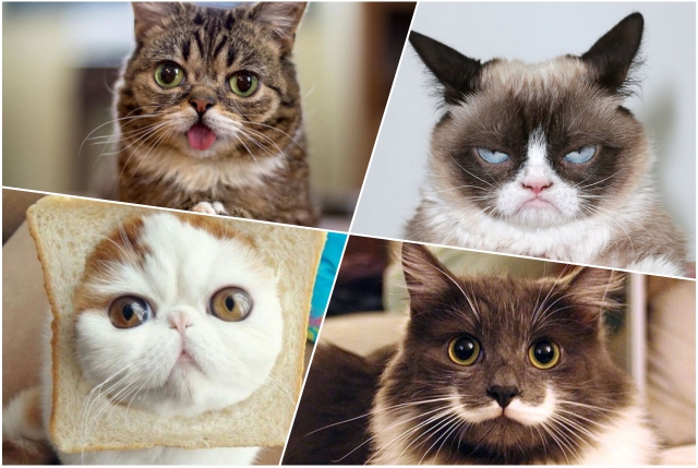 collage-gatos-famosos