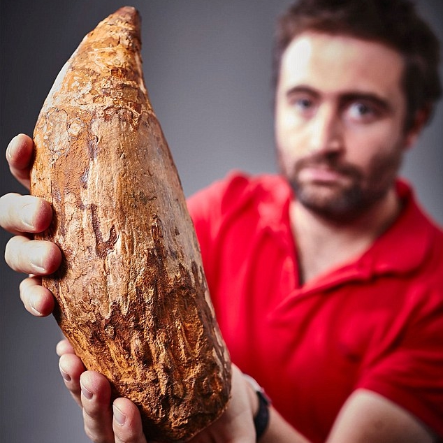 diente-fosil-ballena-gigante-australia