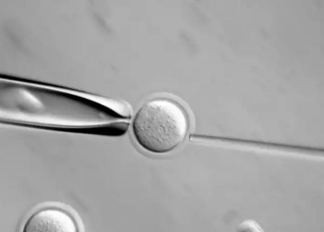 embriones-humanos