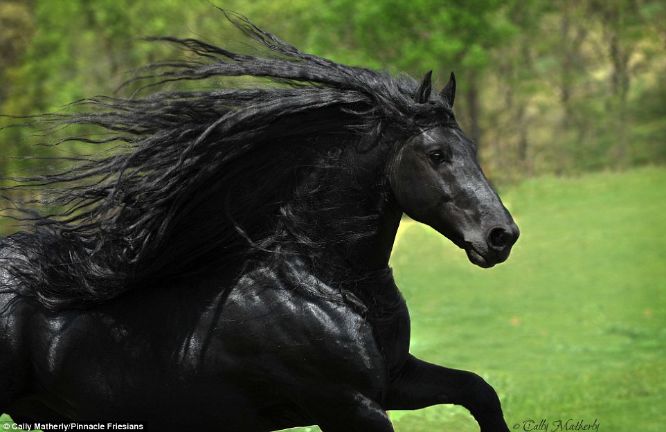 El caballo más hermoso del mundo