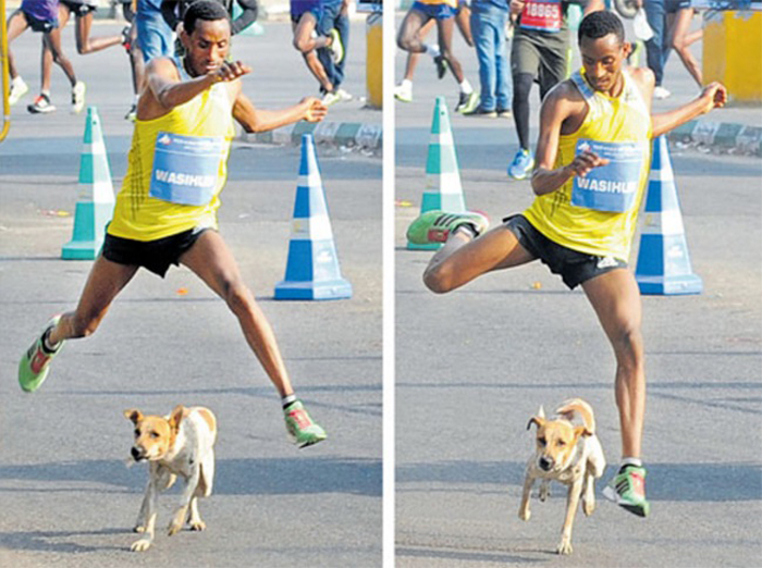 Perro en maraton