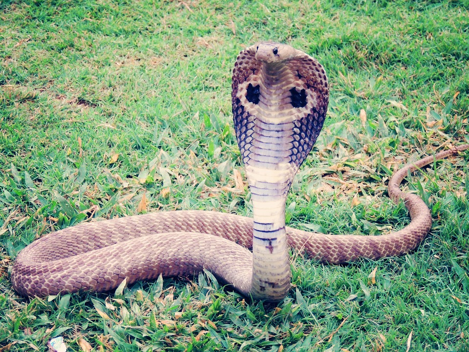 serpiente-cobra